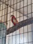 Масова разпродажба на розели,планински и малък александър , снимка 7