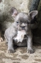 Френски Булдог/ French Bulldog, снимка 6