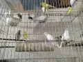 различни видове птици , снимка 6