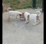 Джак Ръсел териер, снимка 5