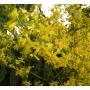 Продавам декоративно растение Китайски мехурник (Koelreuteria paniculata), снимка 10