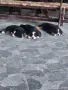 Бернска Овчарка , снимка 4