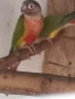 Продавам папагали. , снимка 2