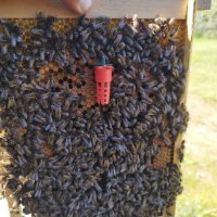 Свободно оплодени пчелни майки, снимка 4 - За пчели - 40812664