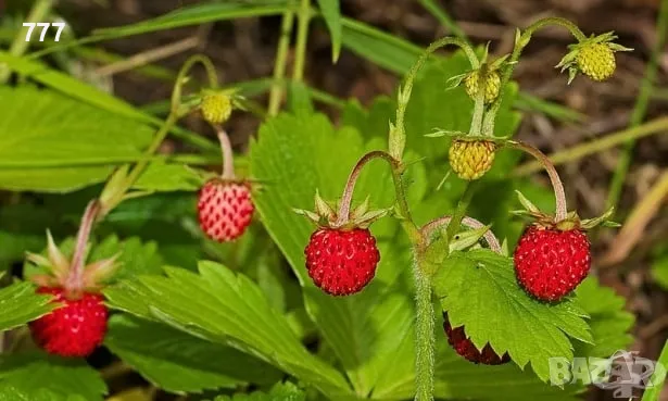 диви ягоди , снимка 1