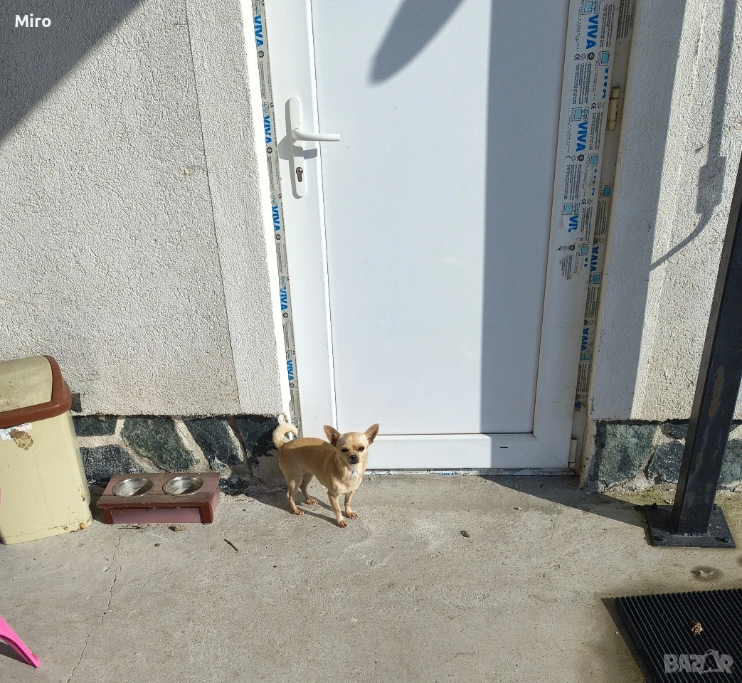 Продавам чихуахуа , снимка 1