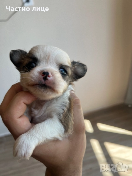 Мини Чихуахуа, снимка 1