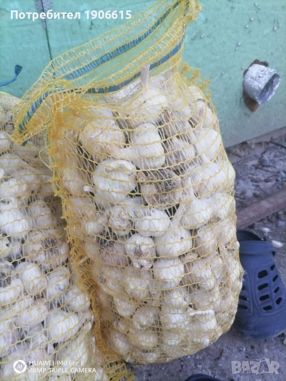 Чесън за садене, снимка 1