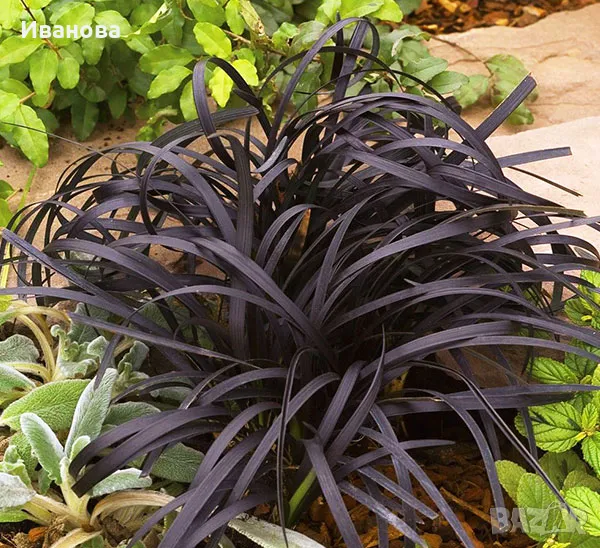 Офиопогон - черен, снимка 1