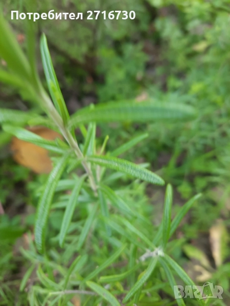 Розмарин – Подправка за вкус и лечение, снимка 1
