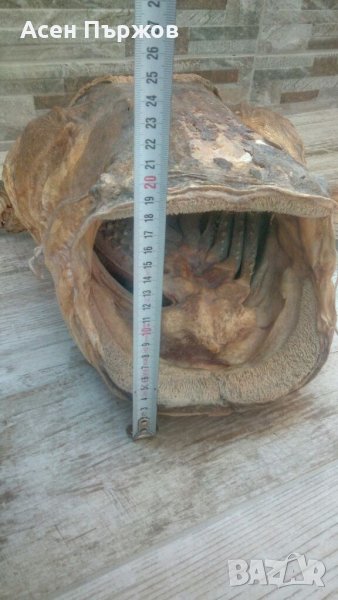 Глава от СОМ трофей, снимка 1