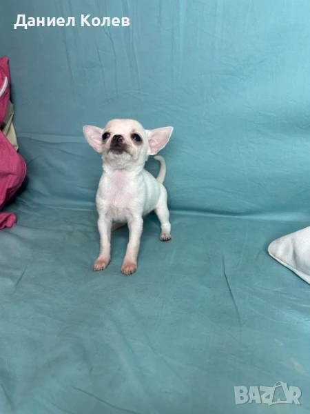 Продавам мъжки чихуахуа, снимка 1