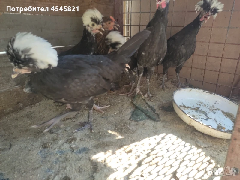 Кокошки и петли "Холандски качулати", снимка 1