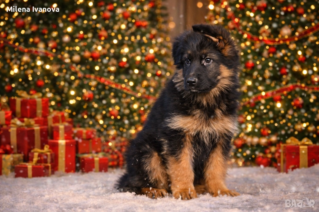 Мъжко кученце с дълъг косъм от развъдник , снимка 1