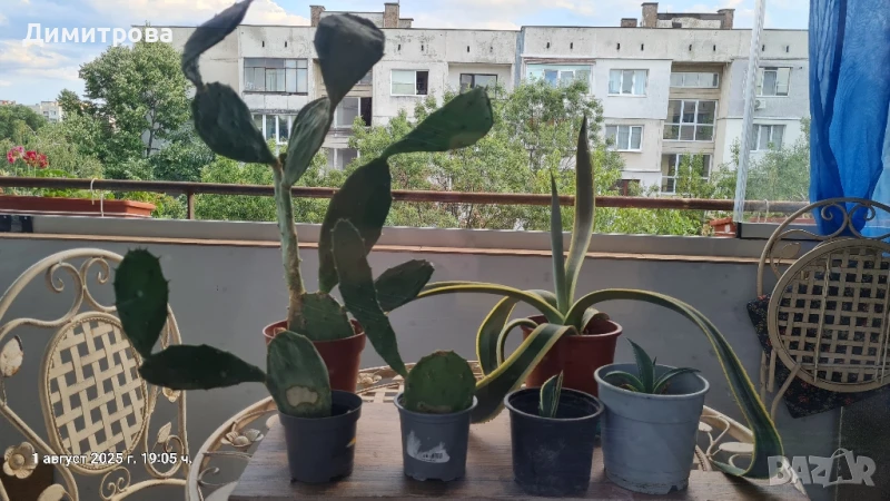 кактуси , агаве, снимка 1