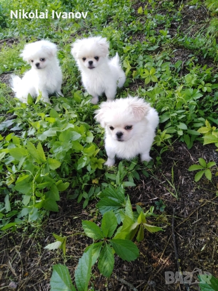Пекинези чистокръвни с паспорти , снимка 1
