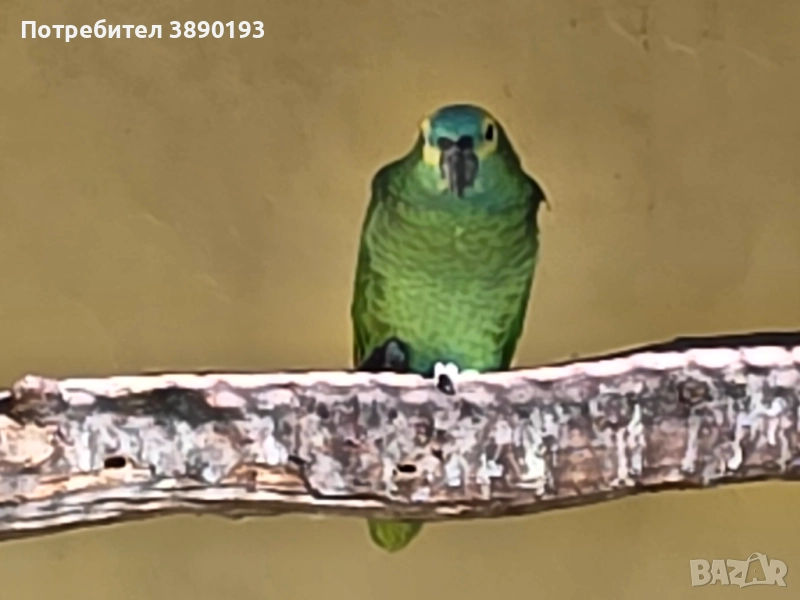 Синьочела амазона , снимка 1