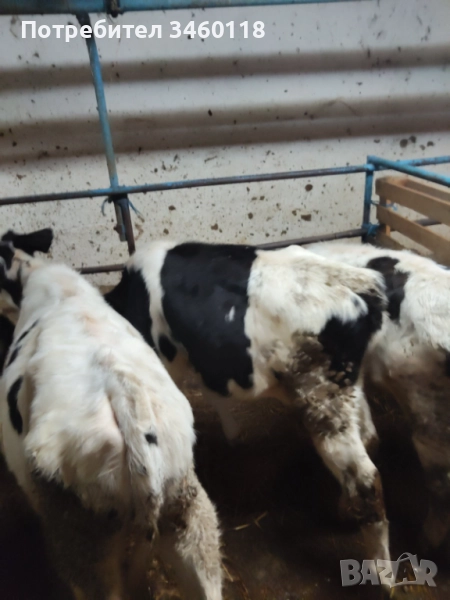 Продавам телета отбити на 4 месеца, снимка 1