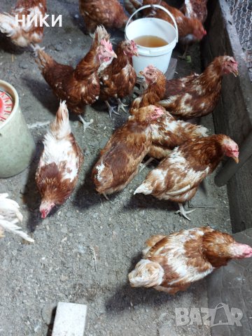 Продавам петли и кокошки носачки  ломан браун, снимка 10 - Кокошки и пуйки - 41755492