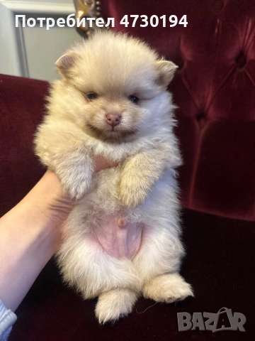 Pomeran mini , снимка 4 - Померан - 53387121