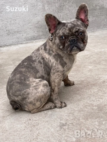 Мъжки Френски Булдог, снимка 3 - Френски булдог - 50461860