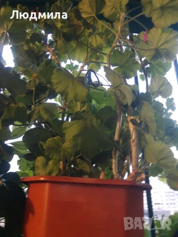 Цветарник,ковано желязо,олекотен,уникален,, снимка 11 - Декорация за дома - 51218359