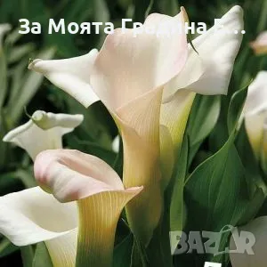 Кала луковици , снимка 5 - Сортови семена и луковици - 49765674