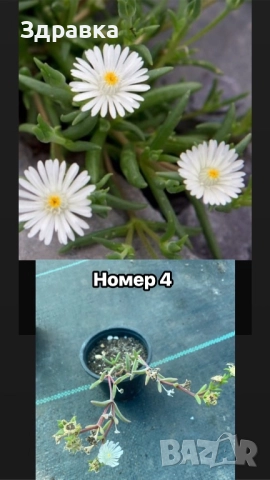 Делосперма 6 цвята , снимка 4 - Градински цветя и растения - 50675838