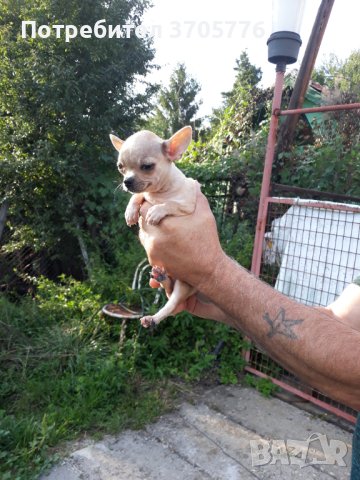 Мини пинчери и чихупинчери, снимка 8 - Пинчер - 40767138