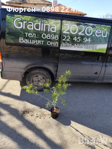 Калистемон (Callistemon citrinus) Размер 60-80см, снимка 4 - Разсади - 49522029