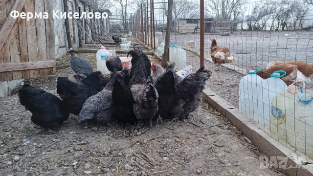 ято от австралорп три цвята, снимка 5 - Кокошки и пуйки - 51129465