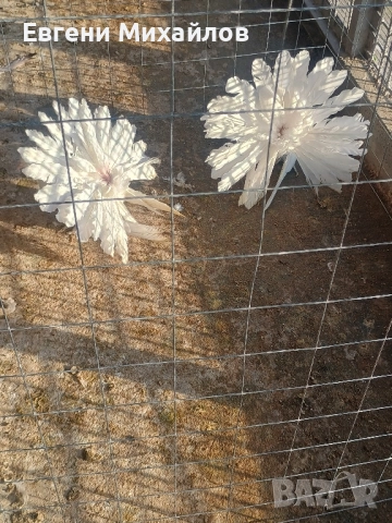 Фенерлии, снимка 4 - Гълъби - 52358162