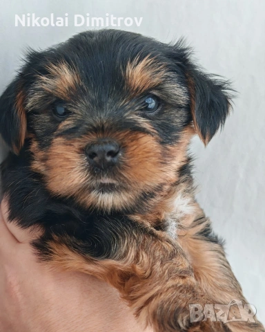 продавам йоркита, снимка 9 - Йоркширски териер - 53816766