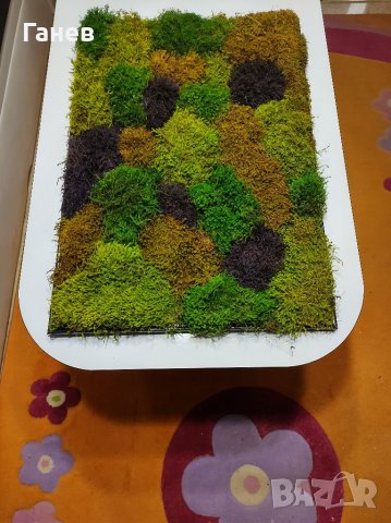 Жива картина от стабилизиран мъх, снимка 7 - Картини - 39416659