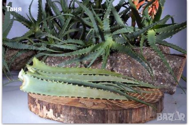 Тригодишно лечебно растение алое Вера , снимка 3 - Стайни растения - 36654510