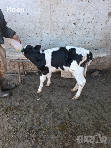 Продавам 3 бр.телета, снимка 2 - Крави - 53669265