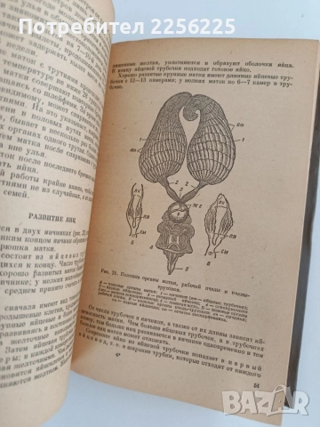 Пчеловодство 1955г, снимка 3 - Специализирана литература - 55889778
