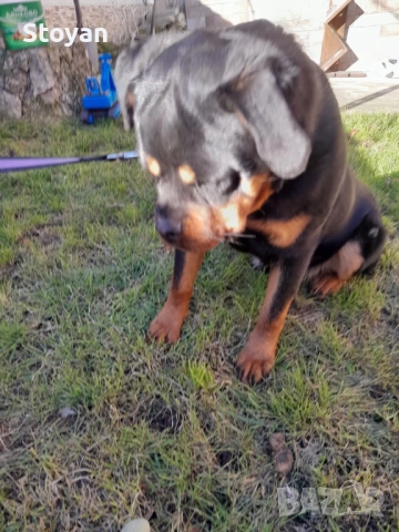 Продавам ротвайлер , снимка 3 - Ротвайлер - 52954574