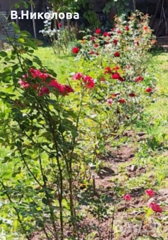 Отдавам самостоятелна къща под наем в гр. Перник , снимка 17 - Къщи - 52379734