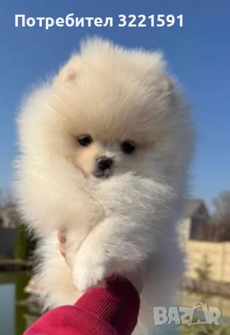 Померан , снимка 4 - Померан - 49858182