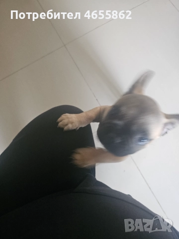 Френски съкровища търсят любящи стопани, снимка 18 - Френски булдог - 52474199