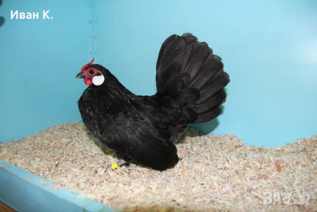 Продавам черен Розкомб., снимка 8 - Кокошки и пуйки - 40147963
