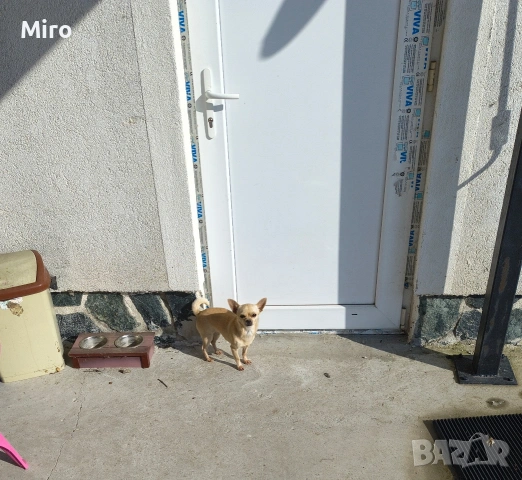 Продавам чихуахуа 