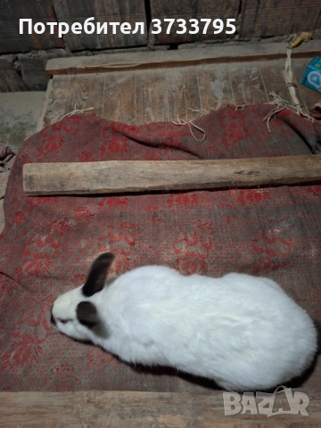 Калифорнийски зайци