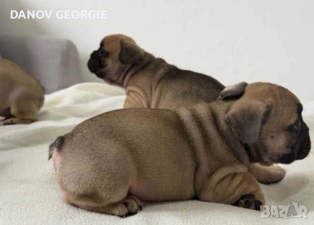 Френски булдог-кученца, снимка 2 - За кучета - 53227094