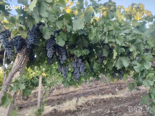 Продавам грозде Мерло 