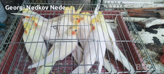 Продавам корели , снимка 3 - Папагали - 53386403