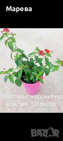 Цветя микс,външни основно и някои вътрешни. Цени на снимки , снимка 6 - Други - 47358248