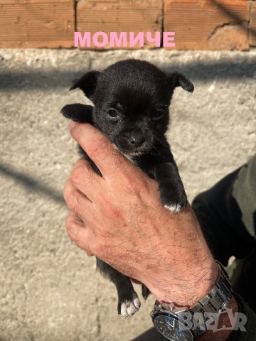 Мини чихупинчери чихуахуа пинчер, снимка 6 - Чихуахуа - 52791401