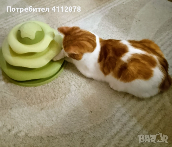 Домашно коте, мъжко 6м., с породисти родители, снимка 2 - Британска късокосместа - 52861187